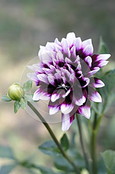 White and Violet Garden Dahlia
