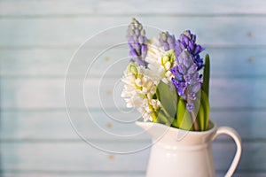 white and violet hyacinths in a vase on a blue background
