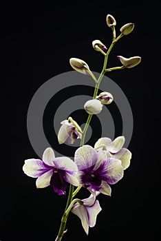 White and violet hybrid orchid isolated on black