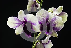 White and violet hybrid orchid isolated on black