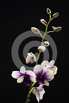 White and violet hybrid orchid isolated on black