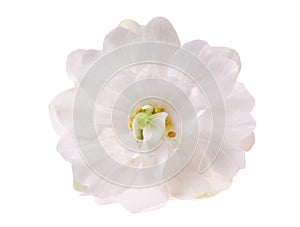 White violet isolated flower