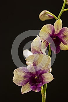 White and violet orchid on black background