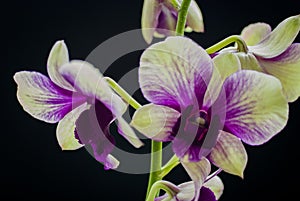 White and violet orchid on black background