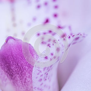 White and violet orchid phalaenopsis flower fragment. Macro floral background