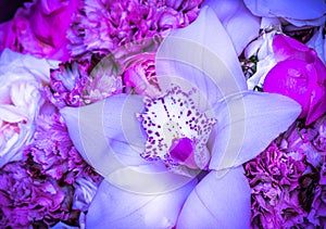 White and violet orchid phalaenopsis flower fragment. Macro floral background