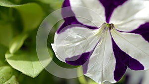 White-violet petunia Ð°Ð´Ñ‰Ñ†ÑƒÐº