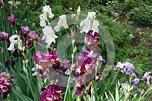 White, violet and purple flowers of irises
