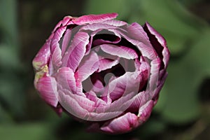 White violet tulip on a green space