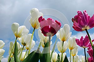 White and violet tulips