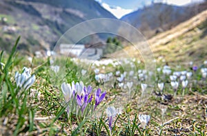 white and violet wild crocus blooming in a meadow in alpine mountain