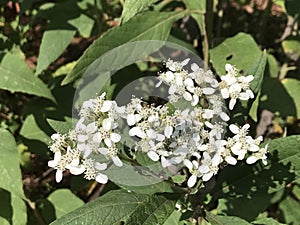 White Virginia Crownbeard Wildflower - Verbesina virginica