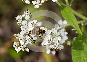 White Virginia Crownbeard Wildflower - Verbesina virginica and Honey Bee