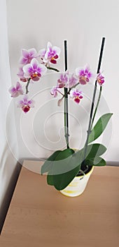 White and vivid purple orchidae