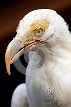 White vulture