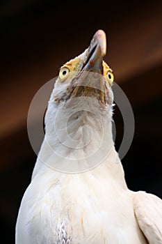 White vulture