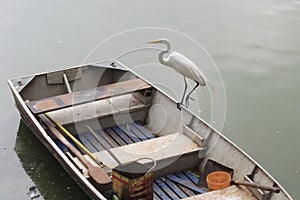 White Wading Bird photo