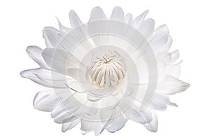 White Waer lily flower on transparent background. Generative AI