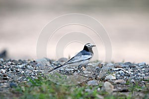 White wagtail