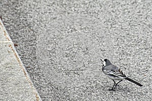 White wagtail