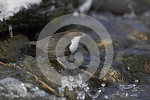 White wagtail