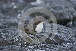 White wagtail