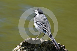 White wagtail