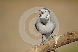 White Wagtail - AlvÃ©ola branca - Motacilla alba