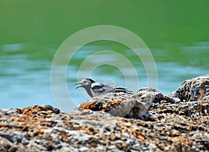 White wagtail austin