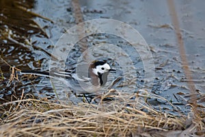 White wagtail bird