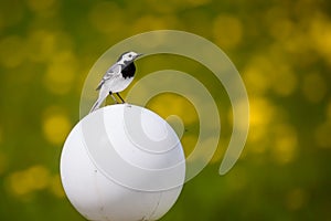 White wagtail bird. Motacilla alba