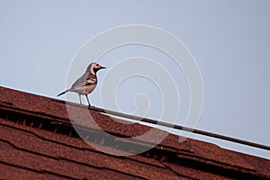 White wagtail bird Motacilla alba on red rooftop