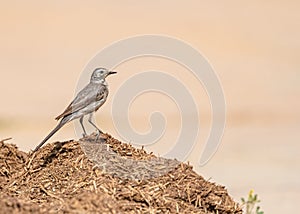 A white wagtail on a cow dung