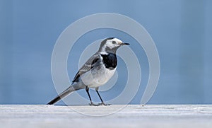 A white wagtail at the edge of the jetty by a lake