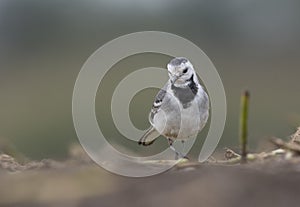 The White wagtail