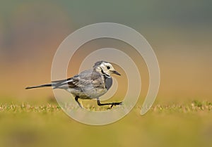 The white wagtail with grass