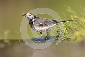 White wagtail on green grass background