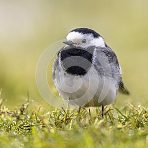 White wagtail on green grass background