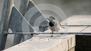 White Wagtail Looking Around On A Jetty Near Water, Close Up