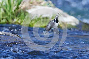 White wagtail looking for food