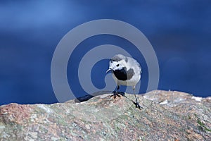 White wagtail looking for food