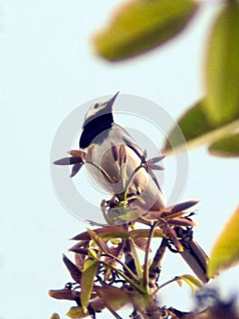 White wagtail Motacilla alba