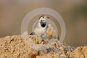 white wagtail (Motacilla alba)