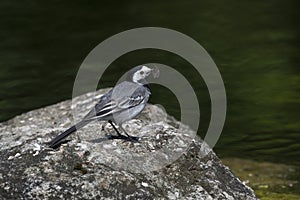 White wagtail (Motacilla alba)