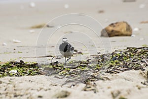 White Wagtail, Motacilla alba