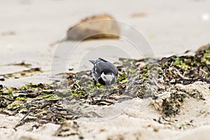 White Wagtail, Motacilla alba