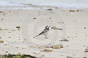 White Wagtail, Motacilla alba