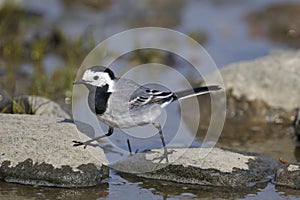 White wagtail, motacilla alba