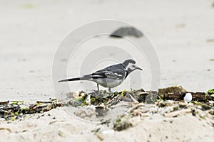 White Wagtail, Motacilla alba photo