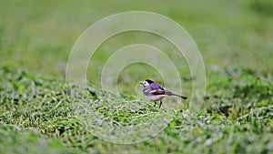 White Wagtail - Motacilla alba bird find and eats bugs.